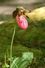 orchid_lady-slipper